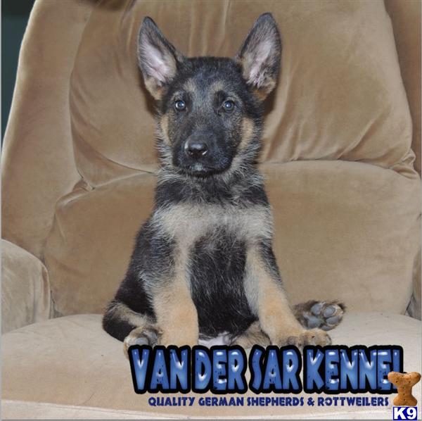 German Shepherd Puppies in FL